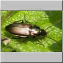 Poecilus sp - Laufkaefer 10mm 01a.jpg